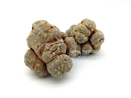 三七哪種頭數(shù)好？60頭好還是20頭好？